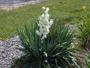 How yucca plant breeds