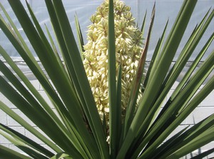 Exotic yucca flower