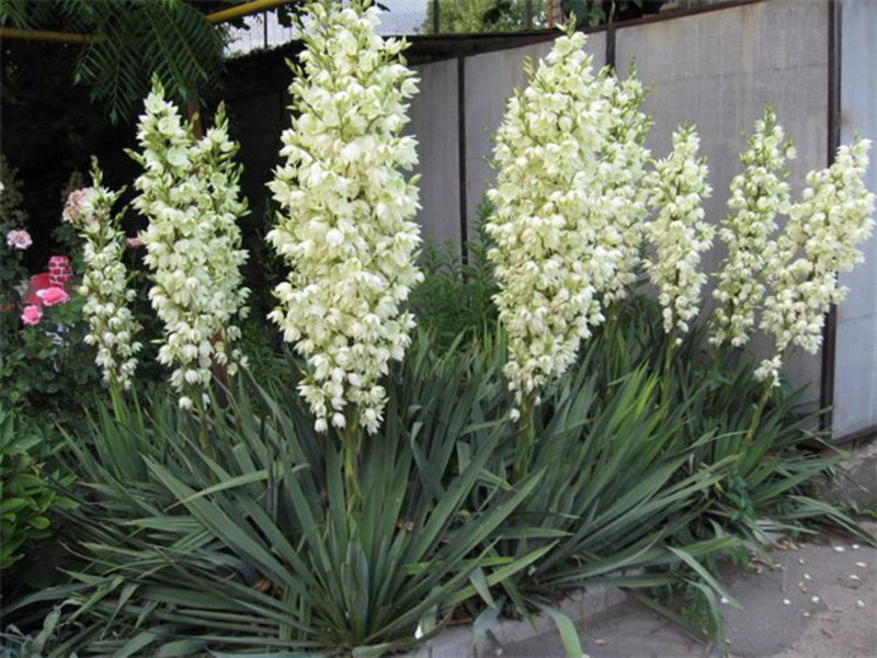 What is yucca