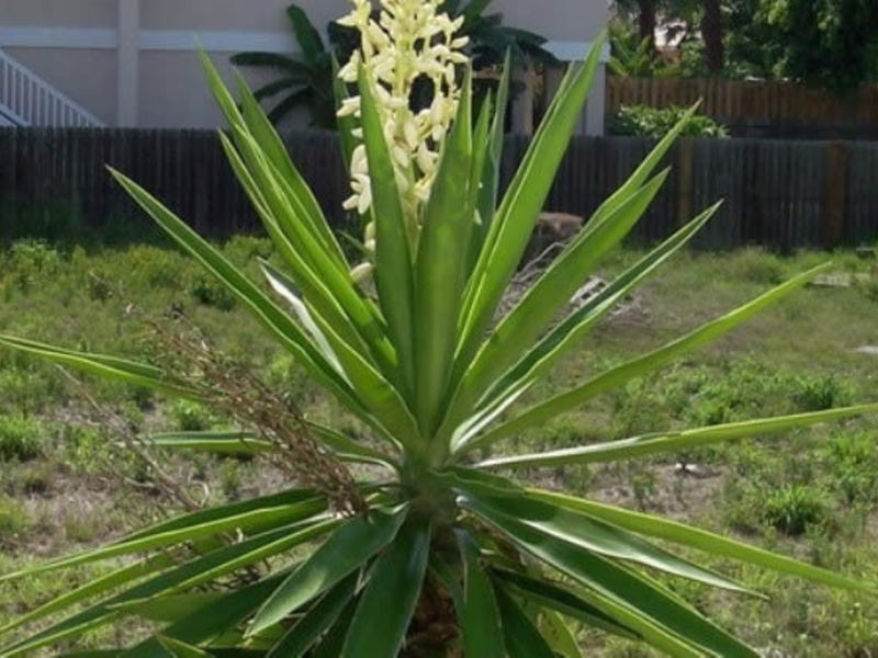 What does a yucca plant look like