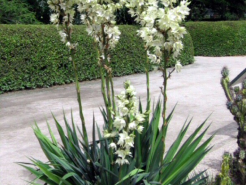 How to care for a yucca