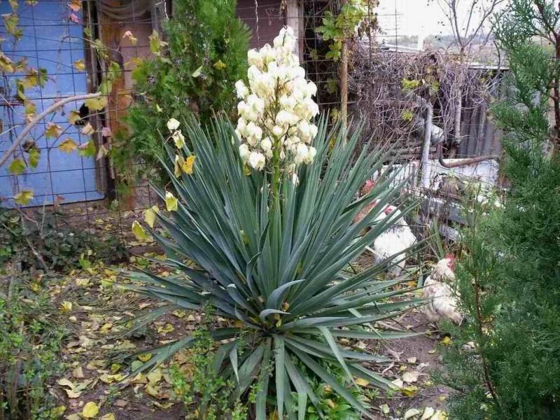 Yucca, home care.