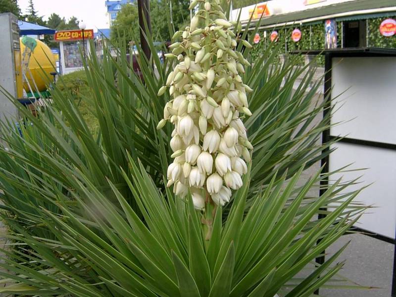 Garden yucca, how to care.