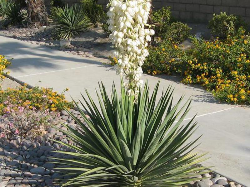 Yucca garden