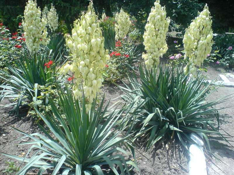 Yucca and her flowers