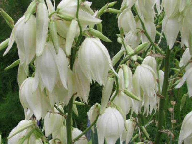 Yucca with flowers.