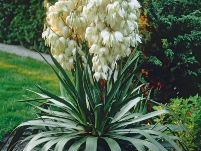 Yucca plant flowers