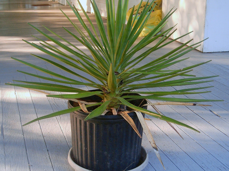 Planting and caring for a yucca