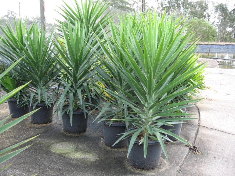 How to water a yucca