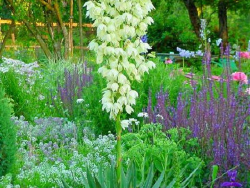 Planting and caring for a yucca