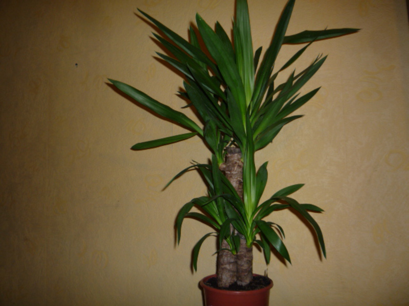 Yucca with flowers.