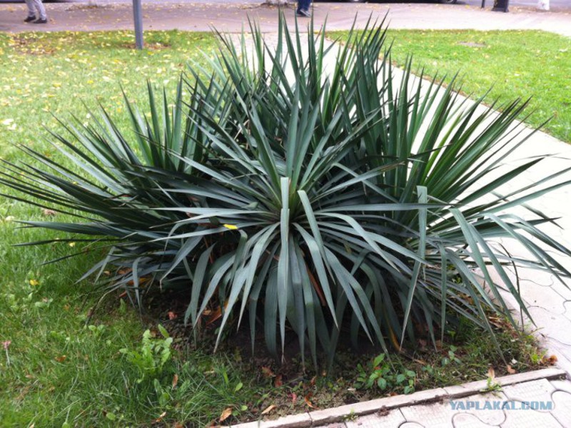 Yucca, home care.