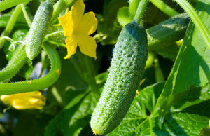 Cucumber variety Goosebump F1