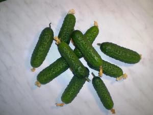 Self-pollinated cucumber varieties