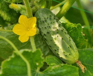 How to grow cucumbers yourself