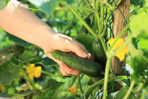 Cucumbers Goosebump