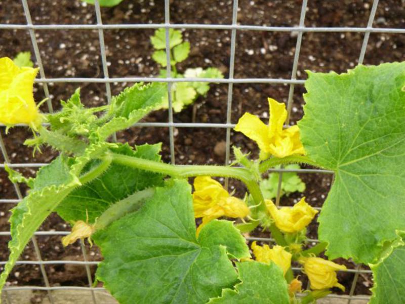 How goosebumps cucumbers grow