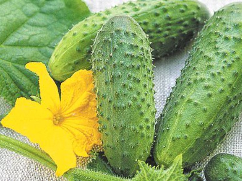 The best varieties of cucumbers