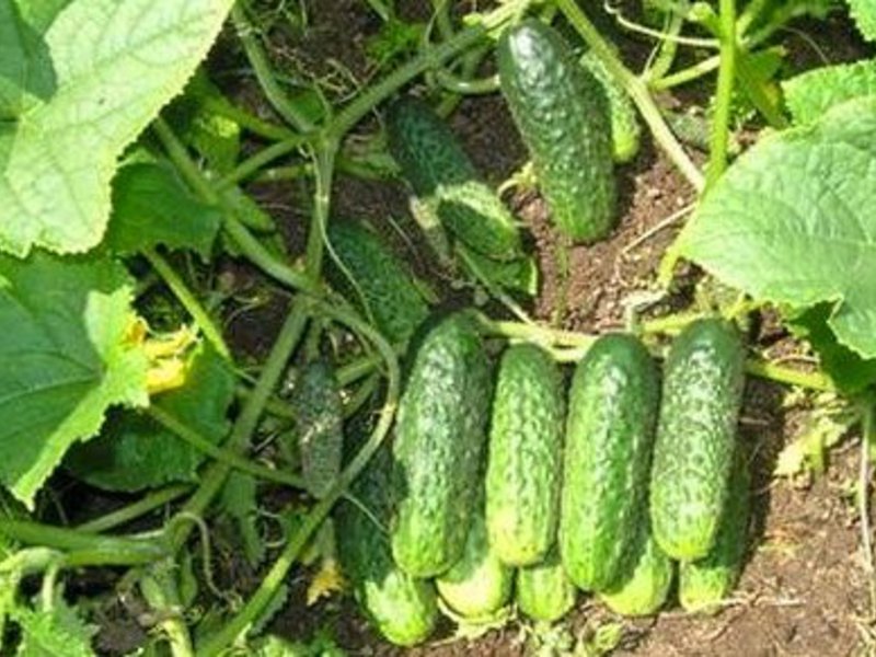 Choosing the best variety of cucumbers