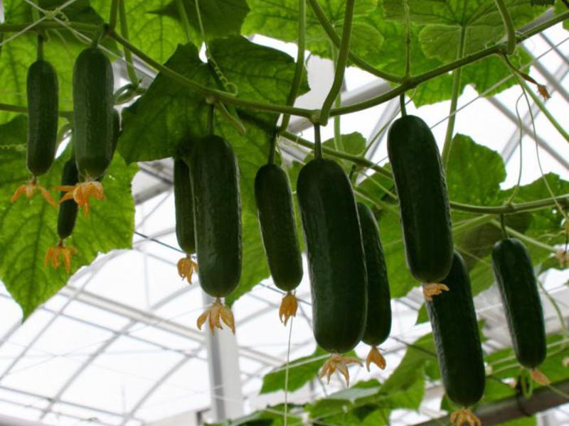 Goosebump cucumbers for growing in the garden