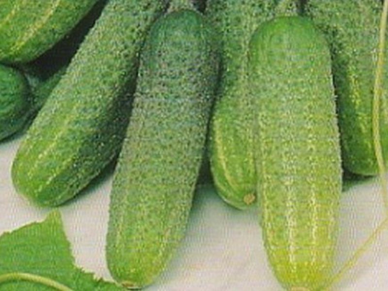 Goosebump cucumber variety