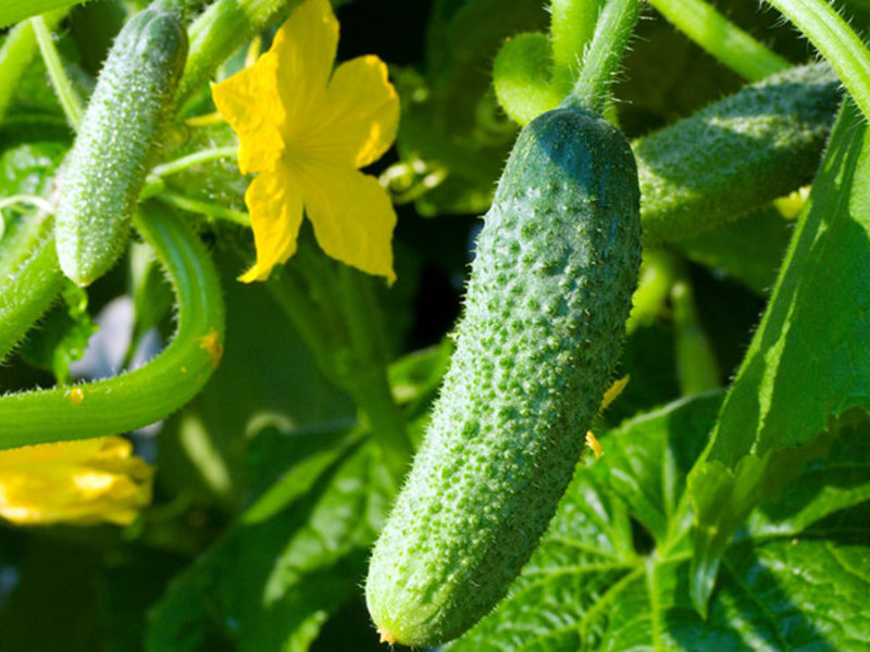 Cucumber variety