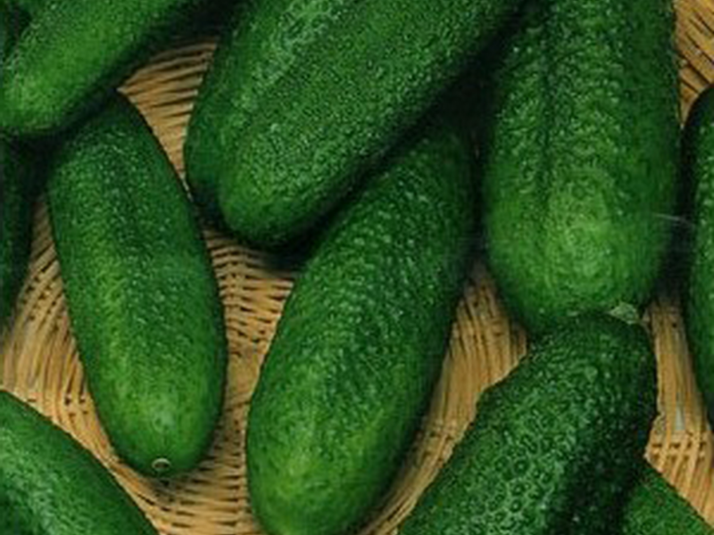 Different varieties of cucumbers