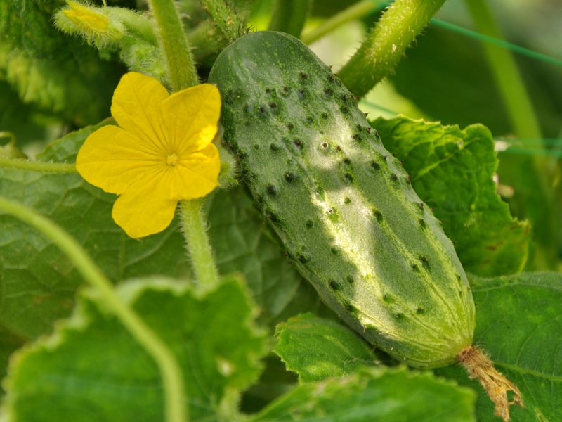 How to grow cucumbers