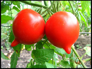 Tomatoes for the middle zone and the south of the Russian Federation: varieties, photos and description