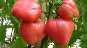 How to grow a tomato