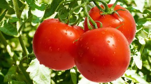 New varieties of tomatoes