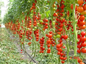 Fertile varieties of tomatoes