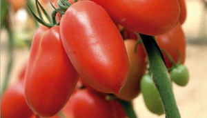 How to choose a tomato variety