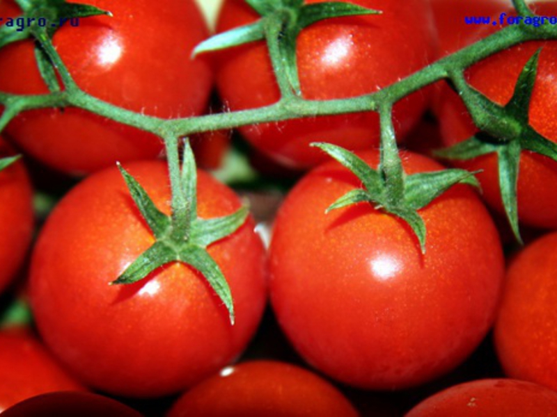 Varieties and names of tomatoes