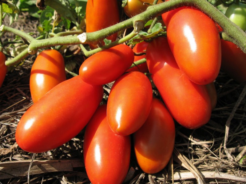 Tomato and tomato variety