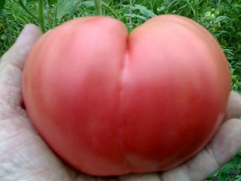 Tomatoes are the secrets of successful cultivation, planting and care.