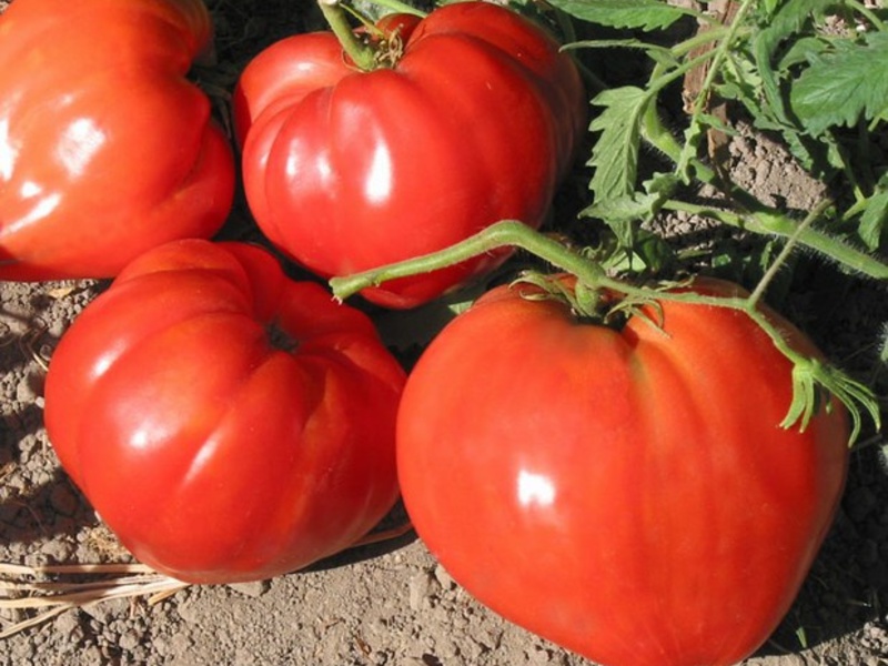 The best varieties of tomatoes.