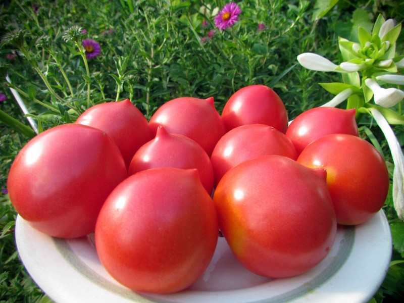 Tomato variety Japanese rose