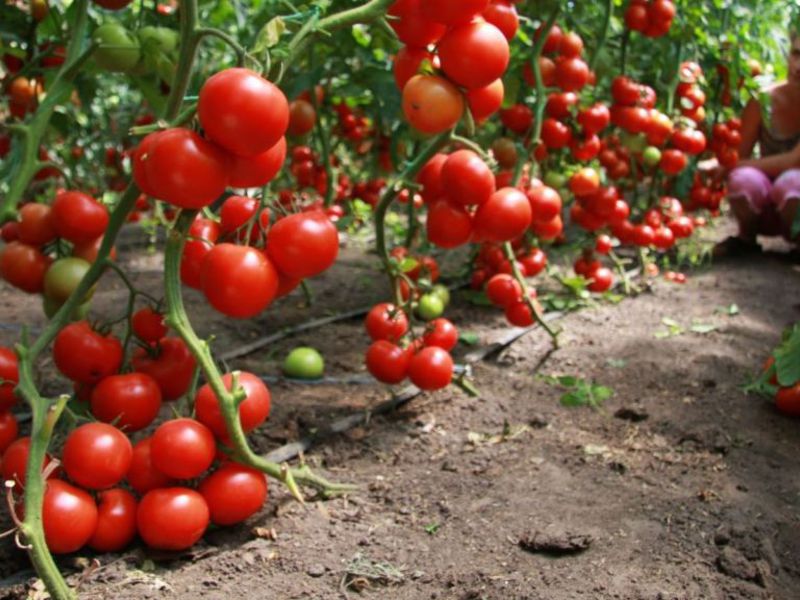 Do-it-yourself tomatoes