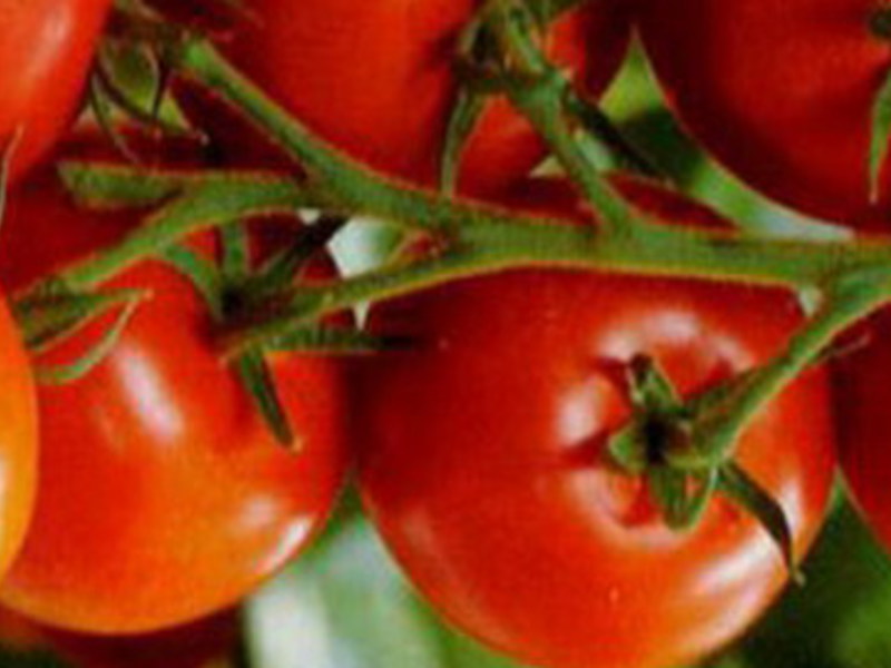 Tomatoes are the secrets of successful cultivation, planting and care.