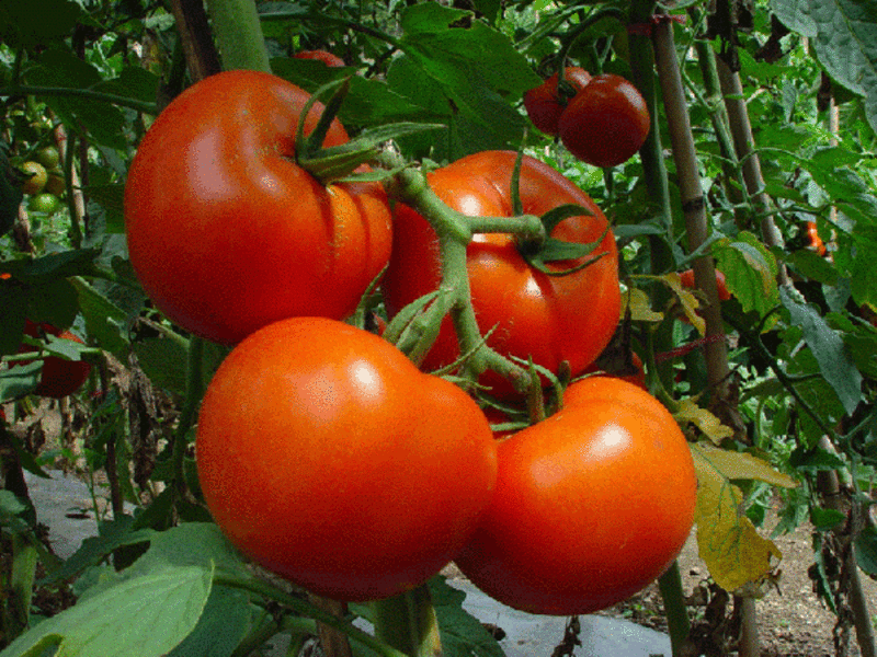 Tomatoes in the greenhouse.