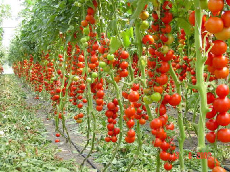 Rules for growing tomatoes