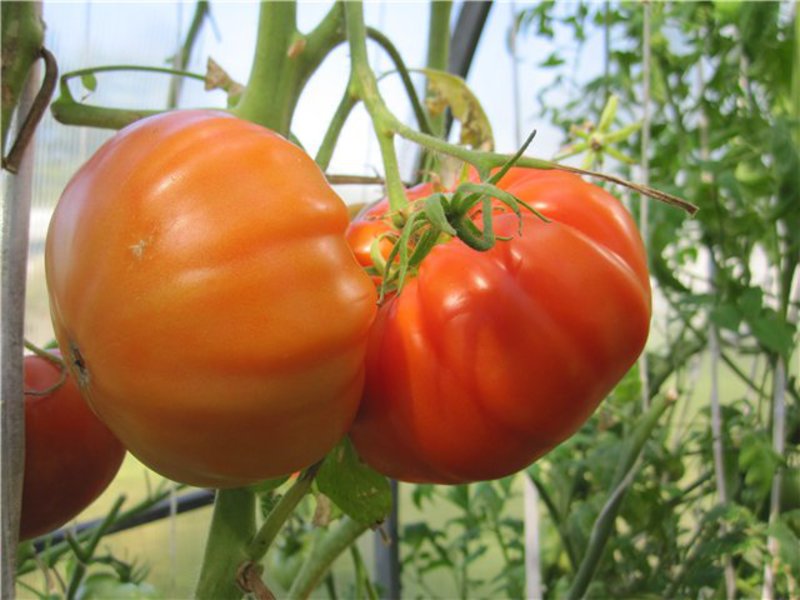 Tomatoes are the secrets of successful cultivation, planting and care.