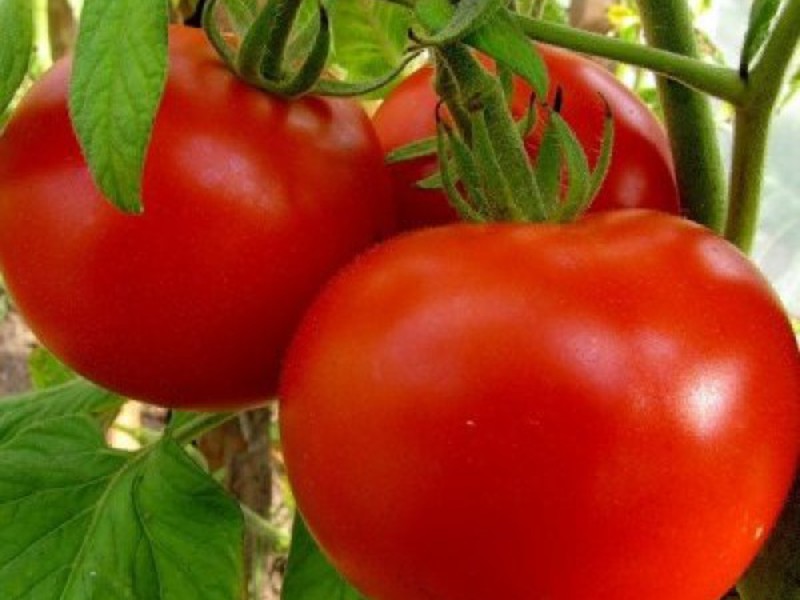 The best varieties of tomatoes