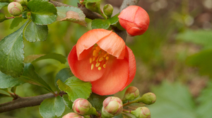 Japanese quince planting and care