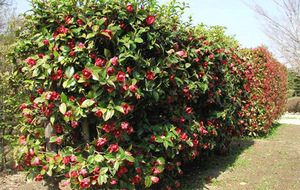 Japanese quince planting and care.