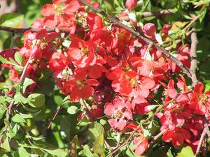 Reproduction of quince.