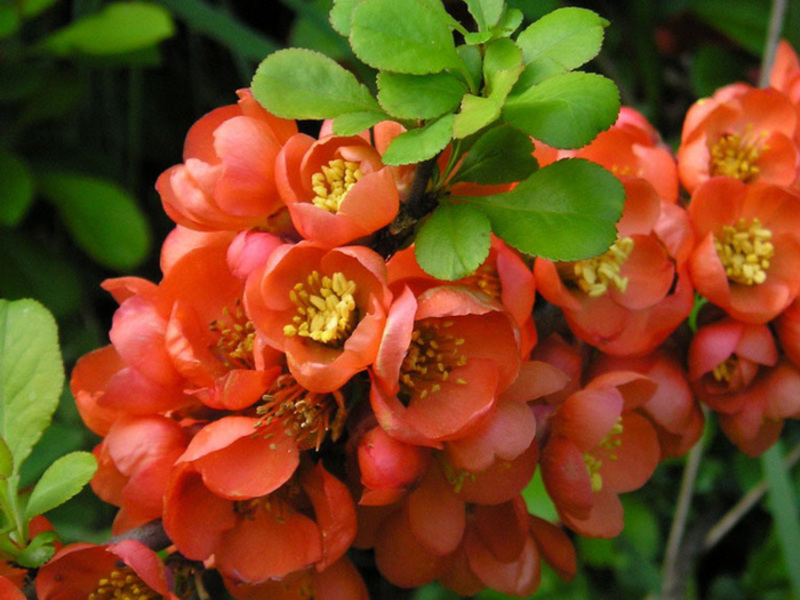 Japanese quince shrub