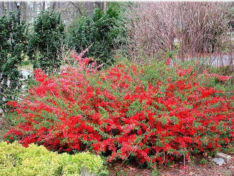 Japanese quince