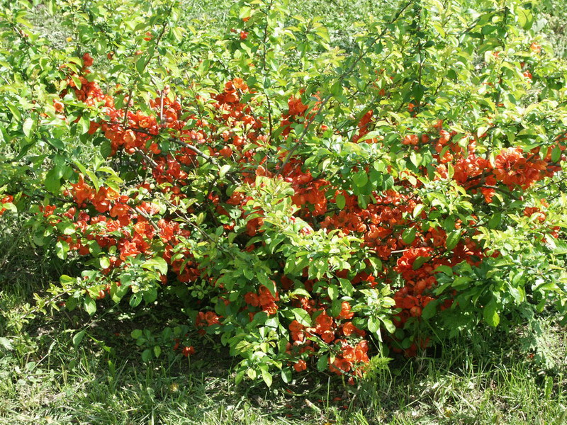 How to plant Japanese quince